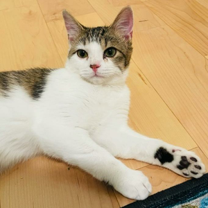 Team Page: Team Katmandu